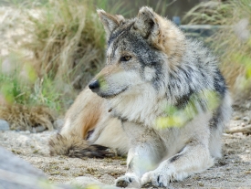 gray-wolf-mexican-wolf 820a