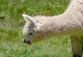 grazing llama 003