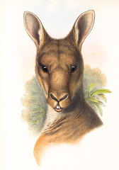 Great Gray Kangaroo color illustration