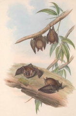 Great-leaved Horse-shoe Bat color illustration