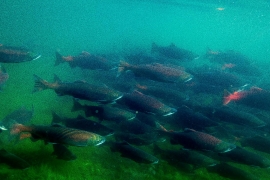 green blue sockeye salmon in alaska