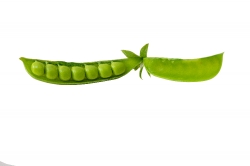 green fresh pea pods