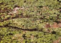 green Lichen closeup