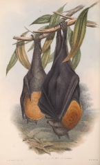 Grey-headed Vampire Bat color illustration