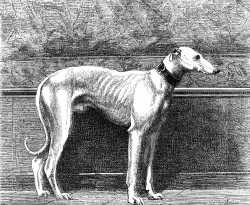 greyhound illustration