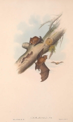Grey's Scotophilus bat color illustration