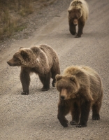 grizzley bear cubs walk along road in denali