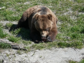 Grizzley bear sarches for food in Alaska