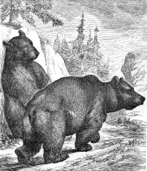 grizzly bear illustration