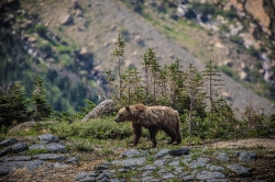 Grizzly Bear roaming in mountains