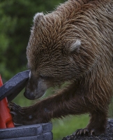 grizzly bear using paws to scrtach construction equipment