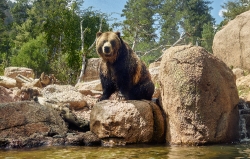 grizzly-bear-at-the-cheyenne-mountain-zoo-in-colorado
