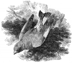 grosbeak engraved bird illustration