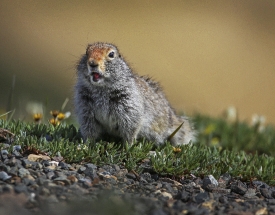 ground squirrel on grassy side of the road