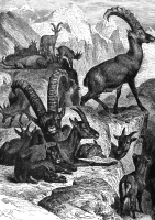 group of alpine ibex along mountainside animal historical illust