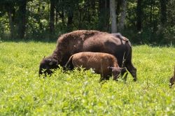 group of american bison eating grass photo