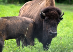 group of american bison eating grass photo