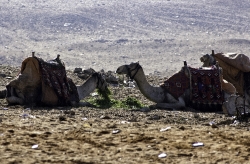 Group of Camels near Pyramids Giza Egypt Photo 5375