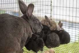 group of rabbits in a cage