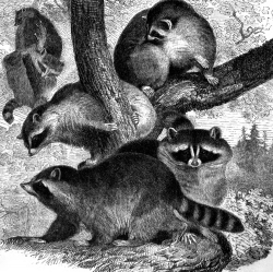 group of raccoons in trees animal historical illustration