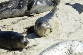 group of seals sleeping in the sand