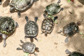 Group of Turtles Malaysia 9898