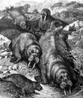 group of walruses laying on ice animal historical illustration