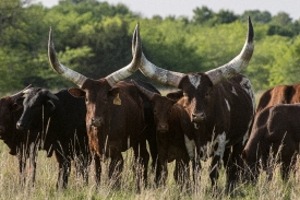 group of Watusi cattle in a pasture