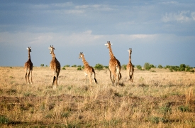 group ofreticulated giraffes wildlife in grasslands kenya