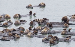group sea otter floating along california coast