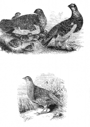 grouse bird 022 illustration
