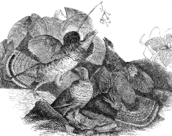 grouse birds engraved historic illustration