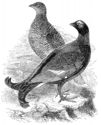 grouse engraved bird illustration