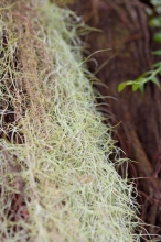 Growing spanish moss in a garden photo