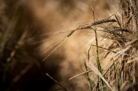 Growing wheat crop in montana