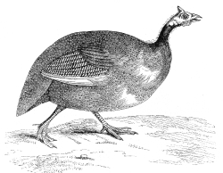 guinea fowl bird illustration