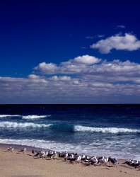 Gulls on a Florida beach