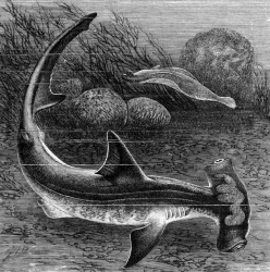 hammer head shark bw animal illustration