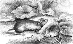 hamster illustration
