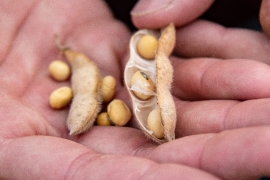Hand olding open bean crop