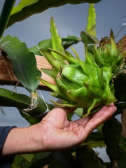 hand touching growing dragon fruit plant