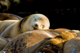 harbor seal sleeping on other seals