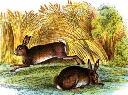 Hare Jumping Through Grass Color Illustration