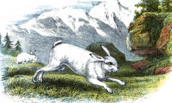 Hare Running In Meadow Color Illustration