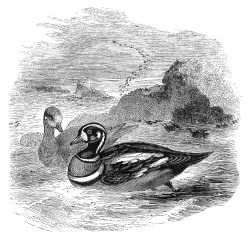 harlequin bird illustration duck