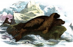 Harp Seals On Iceburg Color Illustration