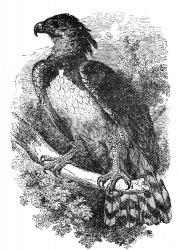 harpy eagle bird illustration
