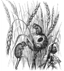 harvest mouse illustration