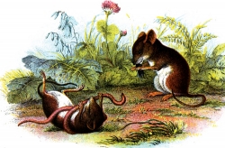 Harvest Mouse With Worm In Mouth Color Illustration