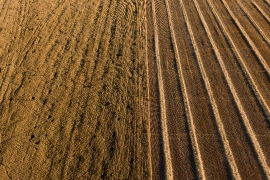 Harvested and unharvested wheat fields in montana
